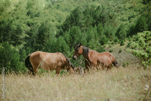 Two horses in Erseke, Albania