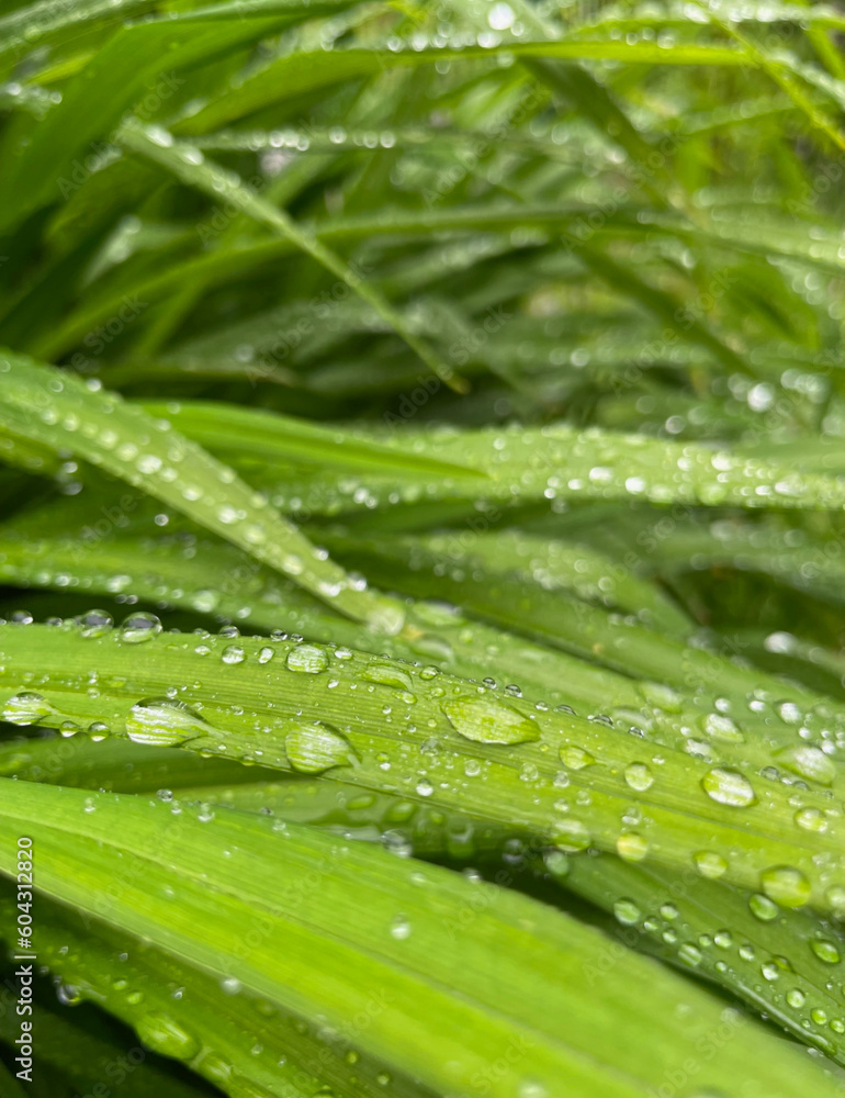 close-up photo of grass with water drops, macro photography close-up photo of grass with water drops, macro photography