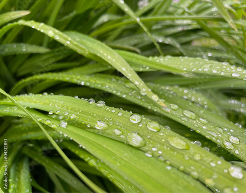 close-up photo of grass with water drops, macro photography 