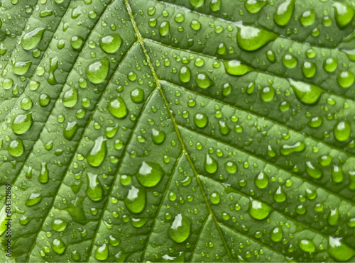 green leaf with water drops, close-up photography