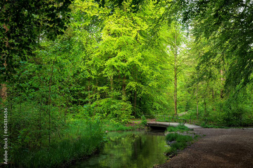 A sunny forest path with a rest bench leads to a bridge over a stream A sunny forest path with a rest bench leads to a bridge over a stream