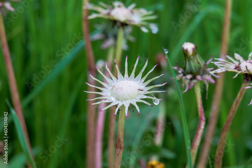 An empty seed stand of the flowers of a dandelion against a blurred background of a meadow