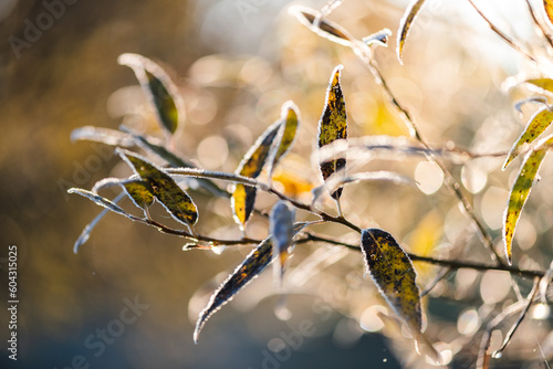 Frosted leaves in the soft morning light.