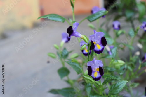 Torenia Fournieri Purple Flowers with Yellow and Purple Patterns photo