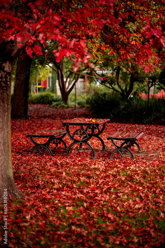Bench in autumn park. Melbourne Australia
