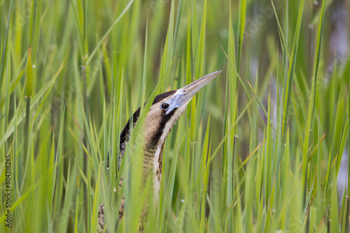 Eurasian Bittern or Great bittern (Botaurus stellaris) Close-up Portrait in Reeds photo