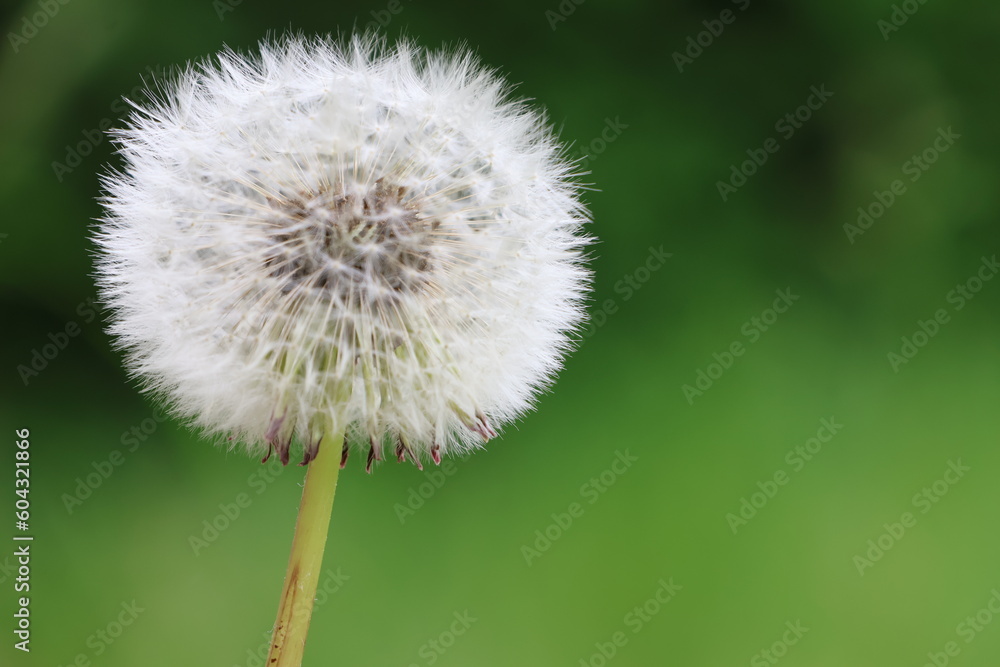 Fototapeta premium Dmuchawiec gotowy do lotu