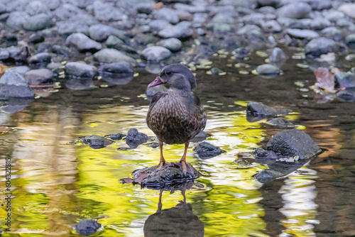 A young female mallard swimming in a river. Animal themes. Copy space.