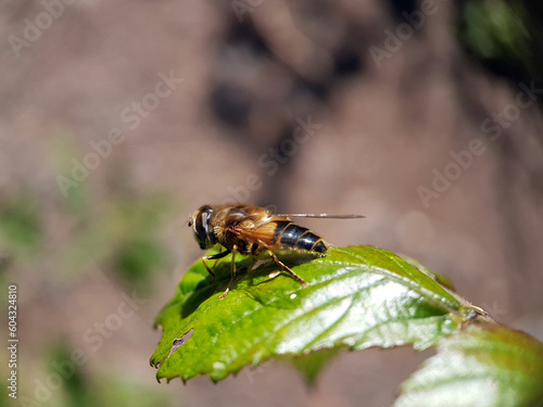 bug on a leaf © Jennifer