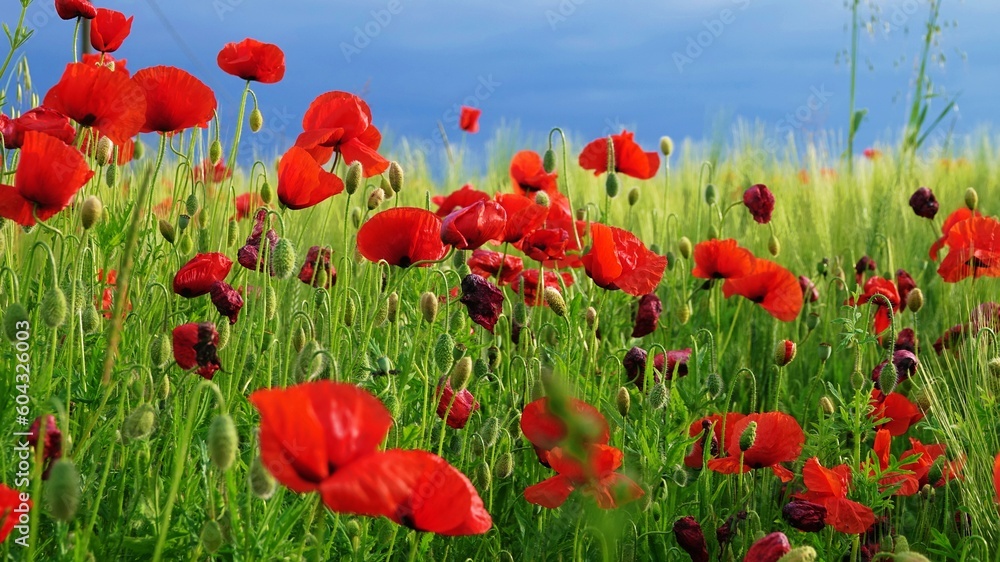 Obraz premium Poppy field in the middle of a field of green wheat
