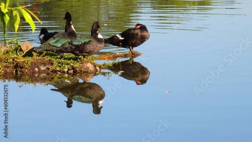 Ducks, beautiful ducks on a cool autumn morning, natural light, 4k, selective focus.