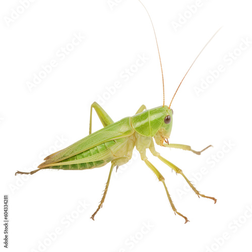 Katydid insect isolated on transparent background, Generative ai   © SuperPixel Inc