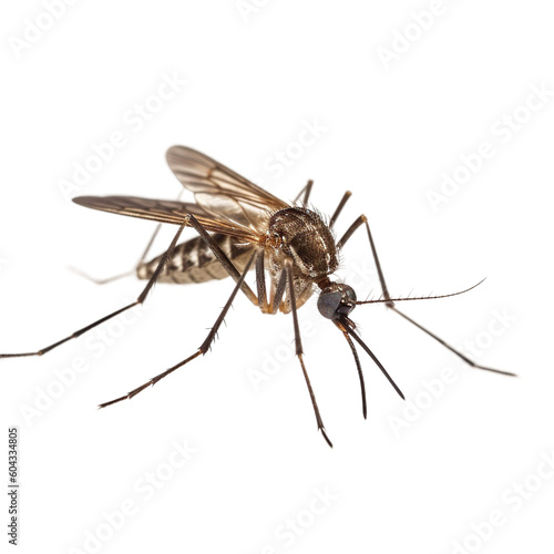 Mosquito insect isolated on transparent background, Generative ai 