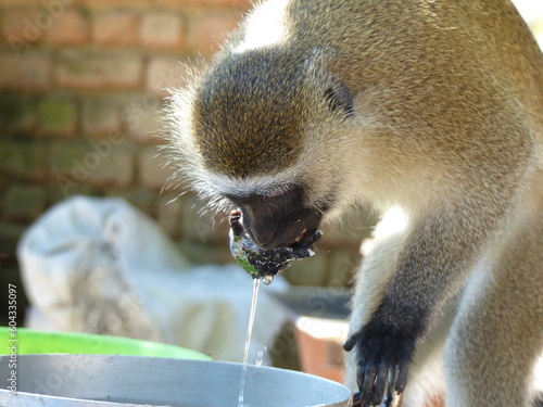 Vervet monkey drinking photo