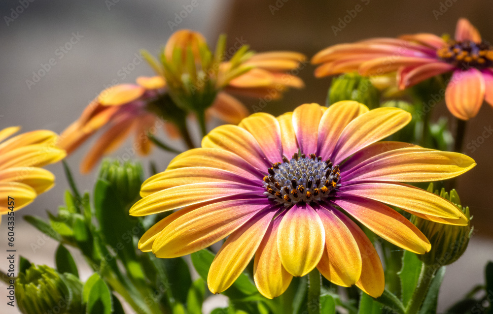 Osteospermum, spanish daisy, yellow, orange, pink Osteospermum, spanish daisy, yellow, orange, pink