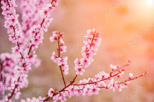 A peach blooms in the spring garden. Beautiful bright pale pink background. A flowering tree branch in selective focus. A dreamy romantic image of spring. Atmospheric natural background © svetograph