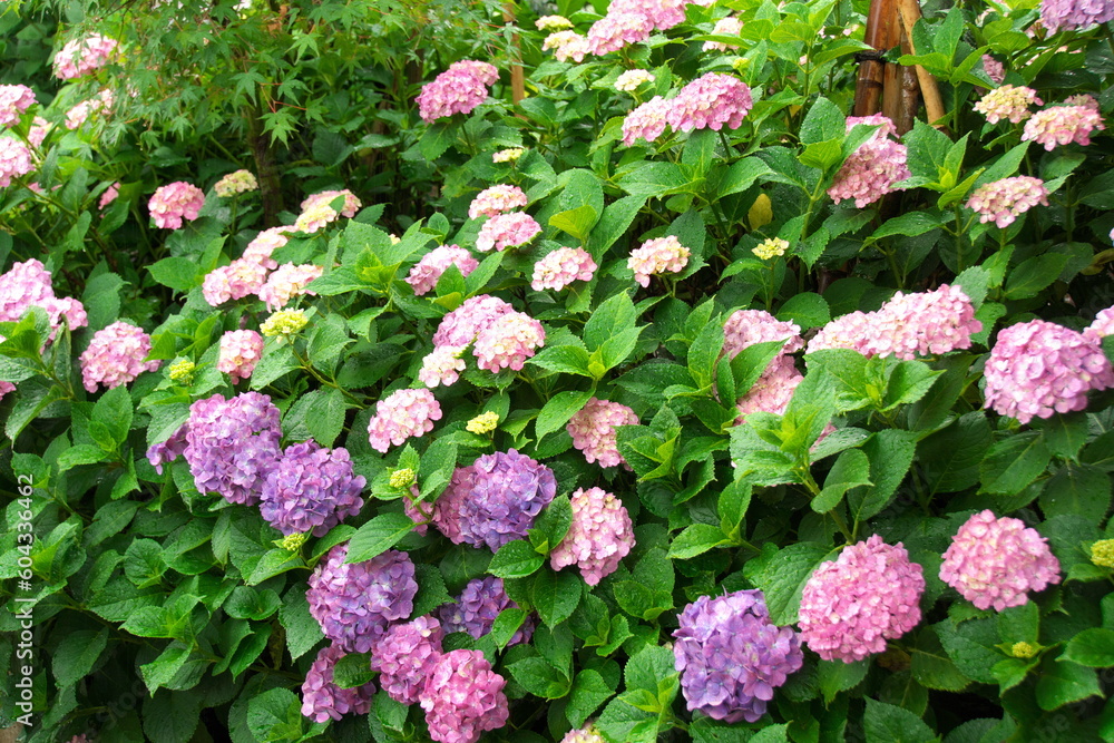 Hydrangea in full bloom during the rainy season Hydrangea in full bloom during the rainy season