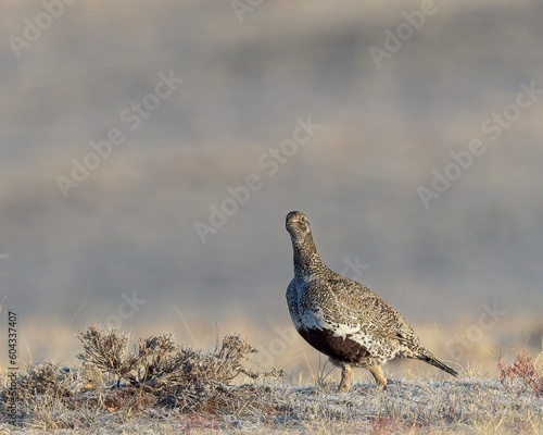 Wallpaper Mural A Greater Sage Grouse hen on Wyoming's prairie Torontodigital.ca