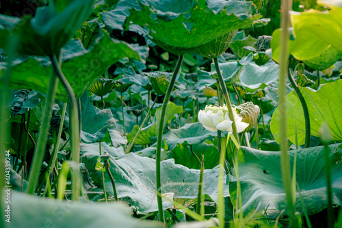 Water lilies, beautiful natural aquatic plants photo