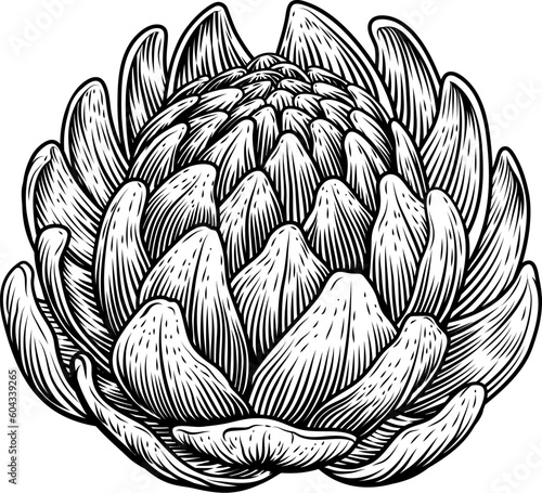 An artichoke food vegetable illustration. An original illustration in a vintage engraved woodcut intaglio style