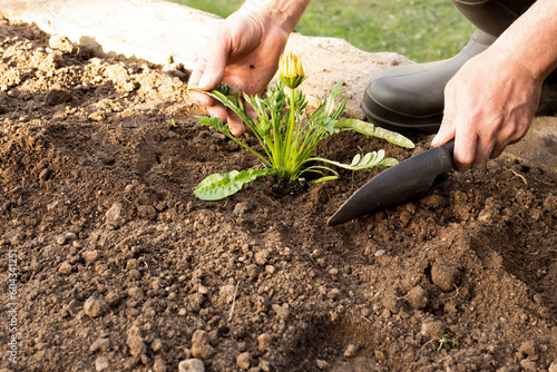 male hands plant a beautiful plant in the garden. caring for plants. copy space. earthy background. hobby gardening