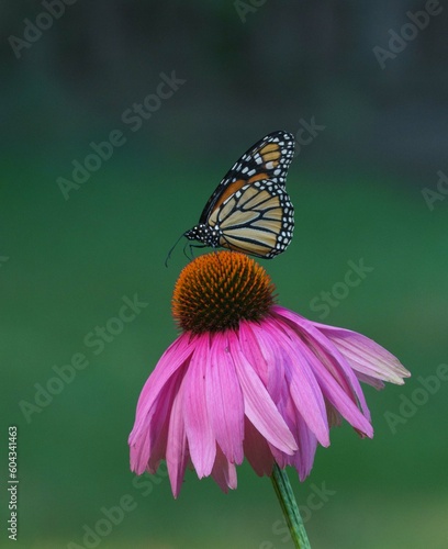 monarch butterfly on flower