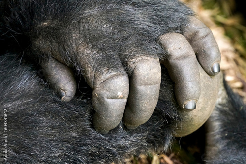 Mountain gorilla, Gorilla beringei beringei, hand in Volcanoes National Park, Rwanda photo