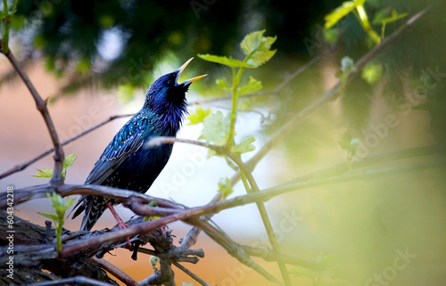 Common starling singing on a grape branch on a beautiful blurry background