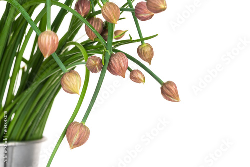 Bunch of fresh blooming chives in a container isolated on white background, close-up