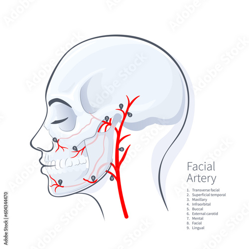 Woman head scull faceial artery scheme vector illustration on white backgound photo