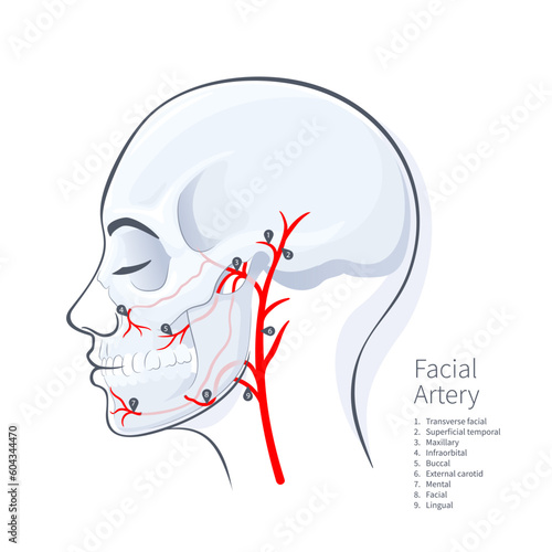 Woman head scull faceial artery scheme vector illustration on white backgound