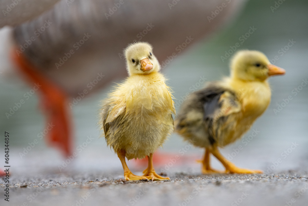 Cute gosling