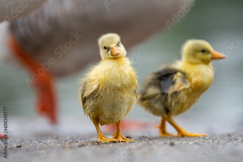 Foto Cute gosling