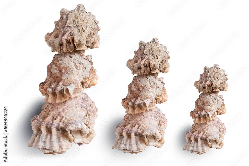 Stack of assorted sea conch shells on white background for decoration or souvenir Stack of assorted sea conch shells on white background for decoration or souvenir