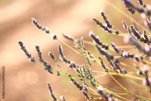 Lavanda