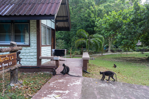 Wallpaper Mural Monkey in Koh Samui Thailand. ang thong national park Torontodigital.ca