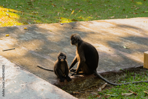 Monkey in Koh Samui Thailand. ang thong national park