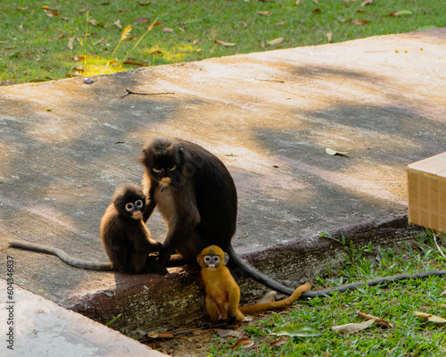 Monkey in Koh Samui Thailand. ang thong national park