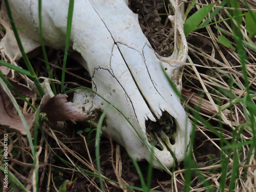 Close-up of an old red fox skull that is lying in the grass on the ground on a warm spring day in May.