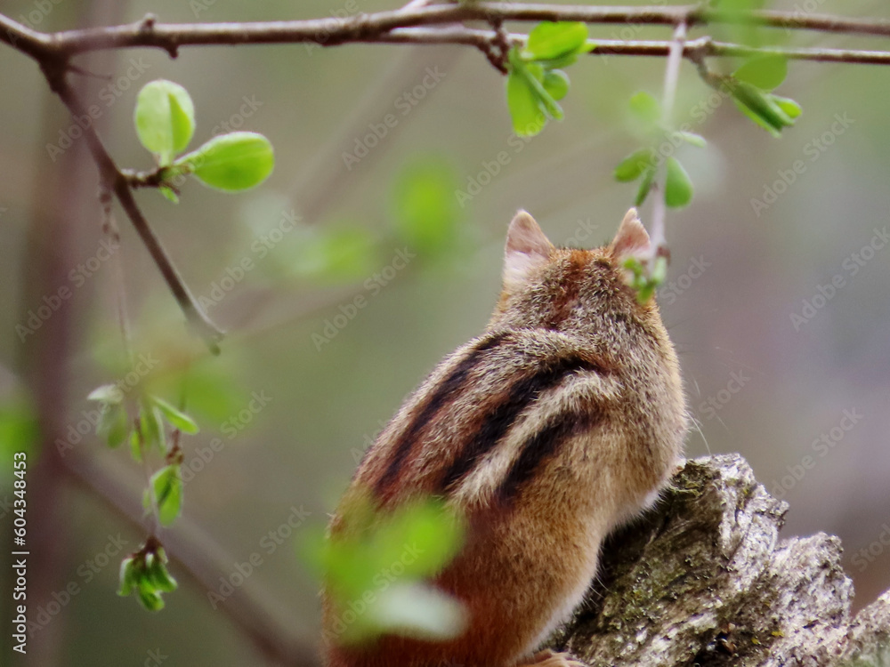 Close-up of a chipmunk that is sitting on the top of an old fence post in the forest on a warm spring day in May with a blurred background.