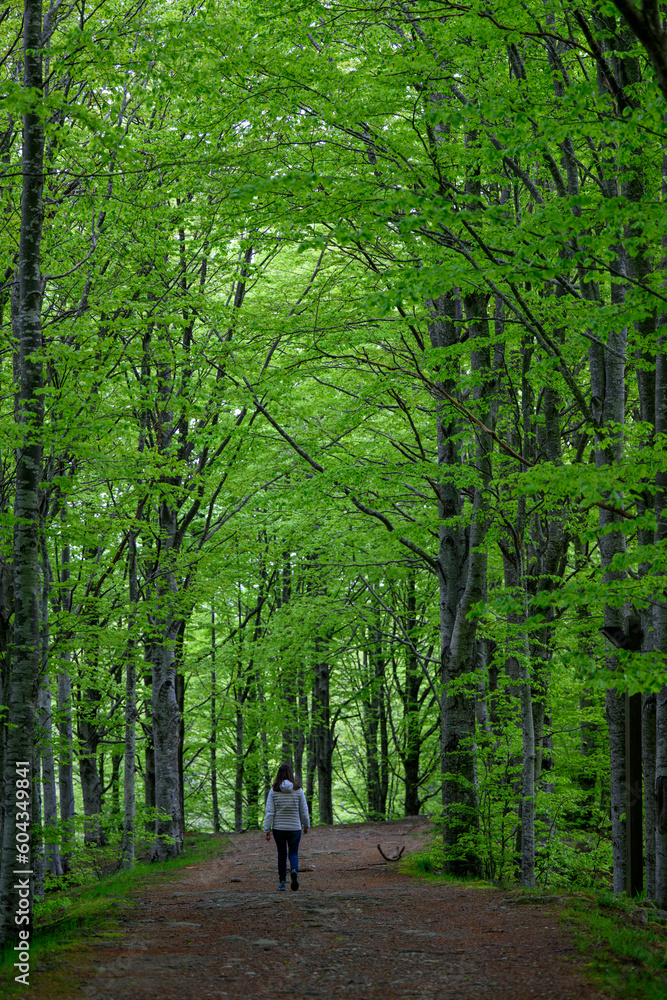 Camminare nella foresta alalgata Camminare nella foresta alalgata