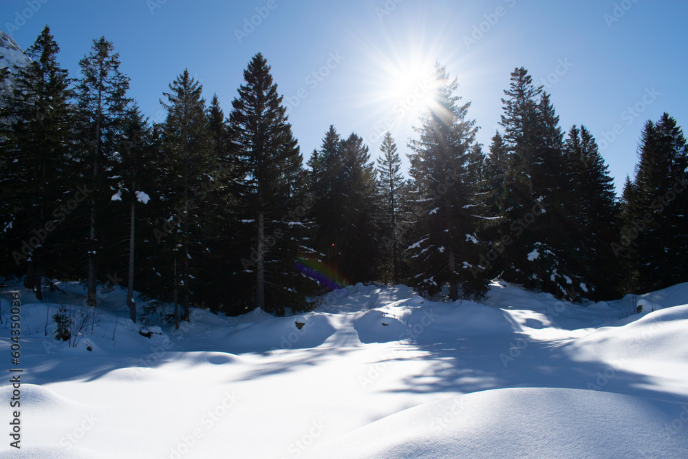 Fototapeta premium Sun in Winter