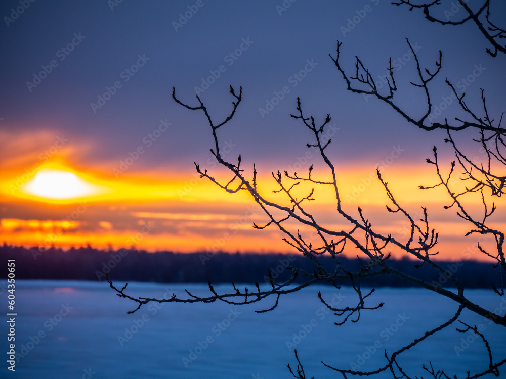 Εκτύπωση καμβά Close-up of the silhouette of bare tree branches on a cold morning in March with a dramatic sunrise in the background