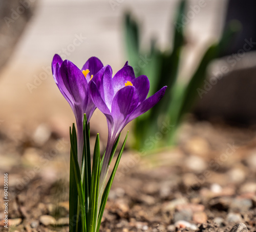 Close-up of the purple flowers on a woodland crocus plant that is growing in a flower garden on a warm sunny day in April with a blurred background. photo