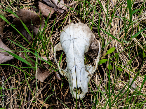 Close-up of an old red fox skull that is lying in the grass on the ground on a warm spring day in May. © Jennifer Seeman