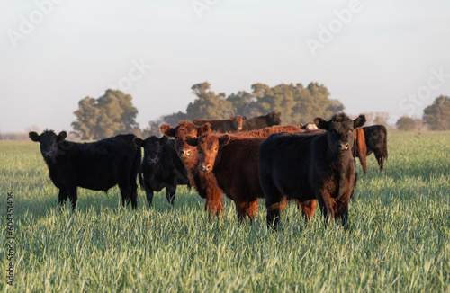 Herd of steers
