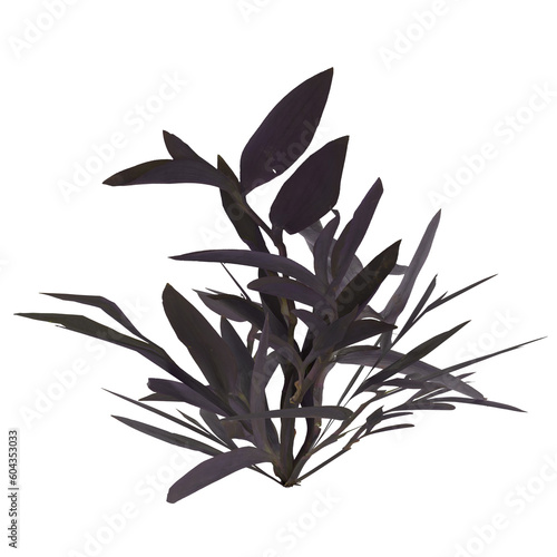 3d illustration of tradescantia pallida plant and leaf isolated on transparent background
