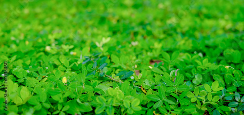 green grass background, green background, background of grass, green leaves background, background of leaves, green plant in the garden, green grass texture