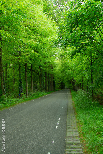Beautiful Landscape in Vorden, Netherlands/Holland during spring 2023. Many trails, beautiful green, perfect to ride a bike or going for a walk. Place to relax full of nature. Tall trees.