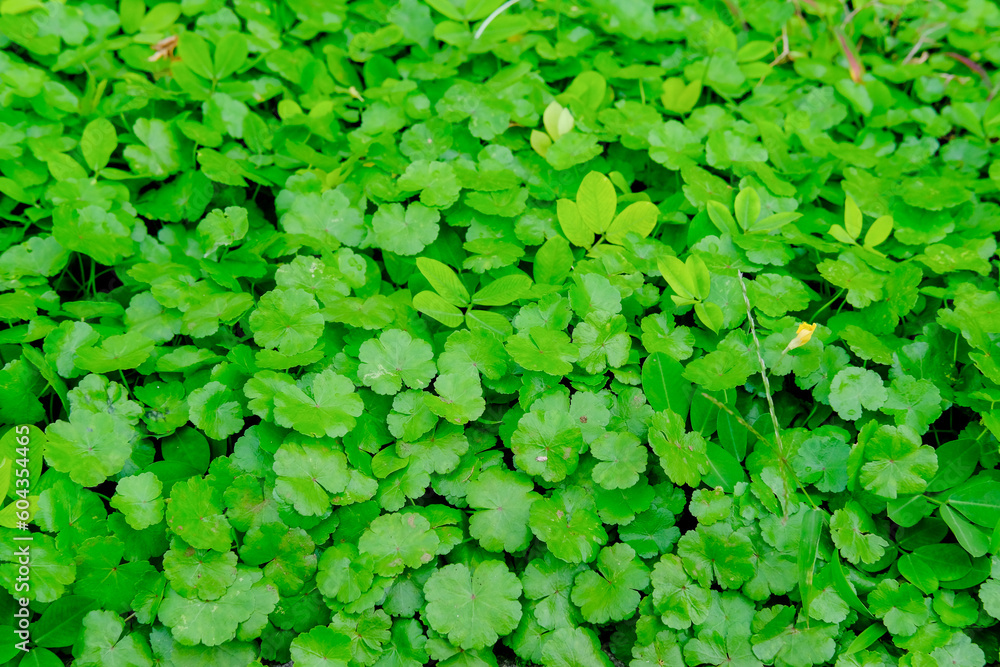 green grass background, green background, background of grass, green leaves background, background of leaves, green plant in the garden, green grass texture green grass background, green background, background of grass, green leaves background, background of leaves, green plant in the garden, green grass texture